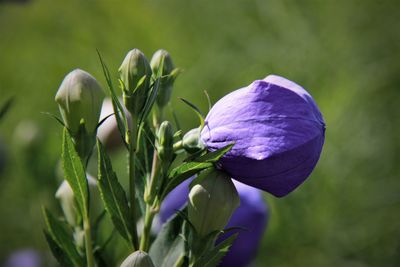 Close-up of purple flowers