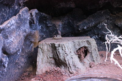 Close-up of crocodile in cave