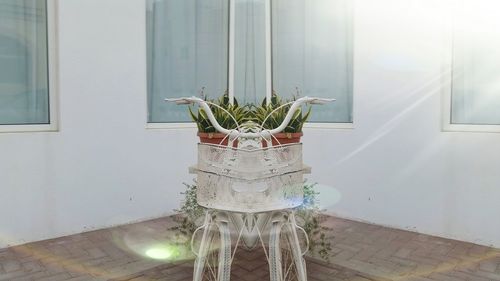 Potted plants against window at home