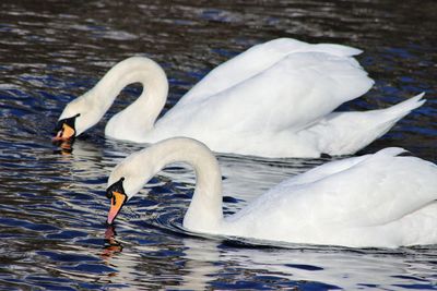 Close-up of swans swimming on lake