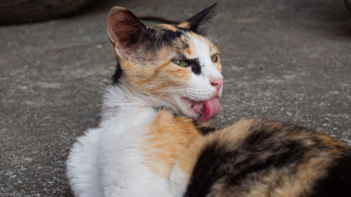 Close-up of a cat looking away