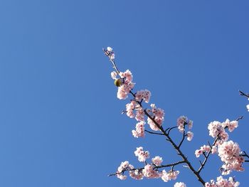 Low angle view of apple blossoms in spring against clear blue sky