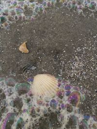 Close-up of seashells on beach