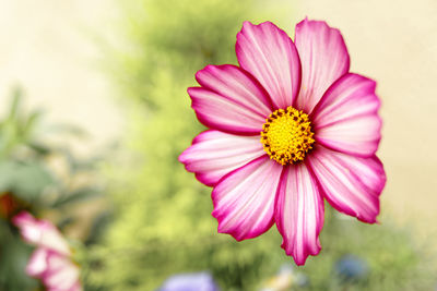 Close-up of pink flower