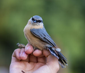 Close-up of hand holding bird