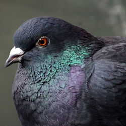 Close-up of a bird