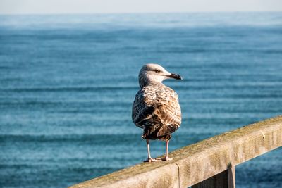 Seagull perching on a sea