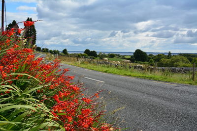 Red flowering plants by road against sky