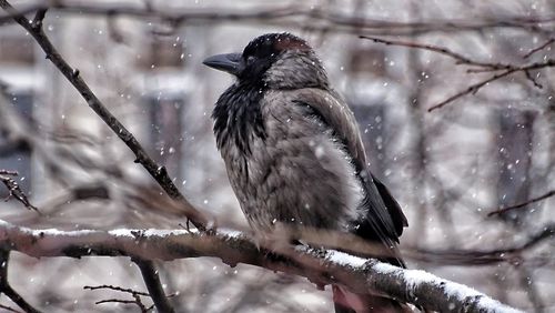 Bird perching on branch during winter