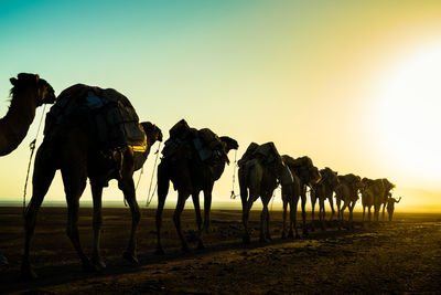 Horses on landscape against clear sky during sunset