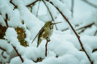 Close-up of bird perching on snow