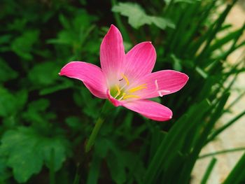 Close-up of pink flower blooming outdoors
