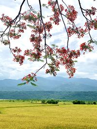 Scenic view of field against sky