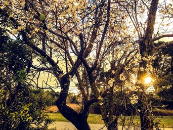 Sun shining through trees