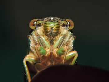 Close-up of illuminated lamp