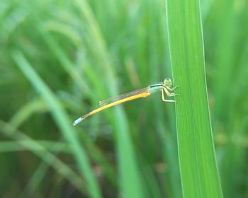 Close-up of damselfly on grass