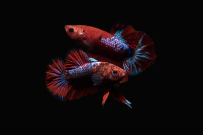 Close-up of fish swimming in sea