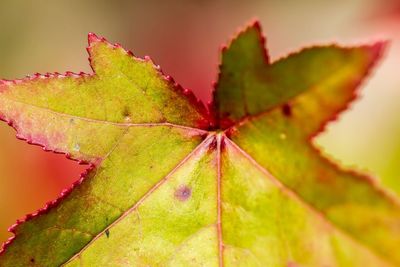 Close-up of butterfly on pink leaf