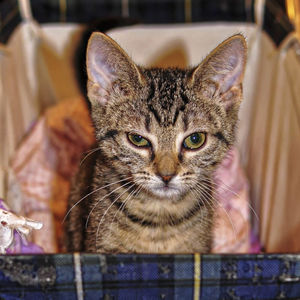 Close-up portrait of tabby cat