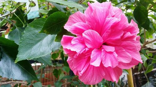 Close-up of pink flowers