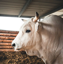 Close-up of horse in stable