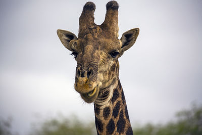 Close-up of giraffe against sky