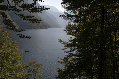 Scenic view of lake in forest