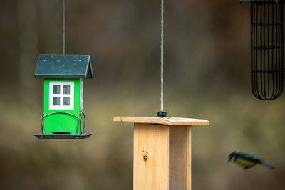 Close-up of bird on wooden pole against wall