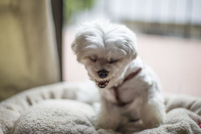 Close-up of dog relaxing at home