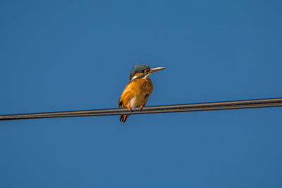 Low angle view of bird perching on cable against clear sky