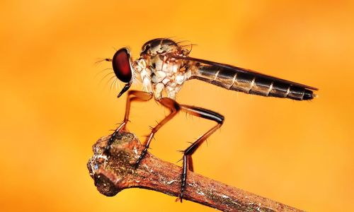 Close-up of insect