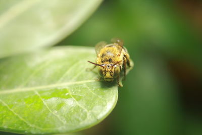 Close-up of spider on leaves