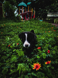 Portrait of dog with flowers in park