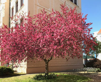 Cherry blossom tree by building in city