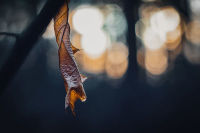 Close-up bokeh 