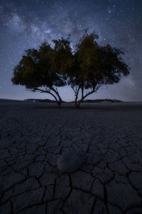 Trees on field against sky at night