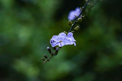 Close-up of purple flowering plant