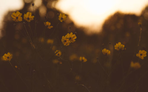 Close-up of yellow flowering plants on field