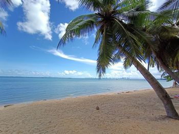 Palm trees on beach against sky