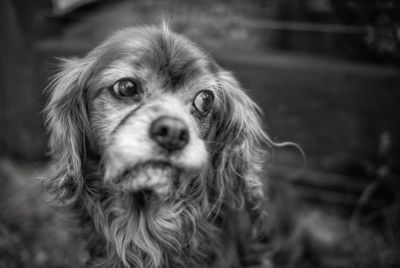 Close-up portrait of dog