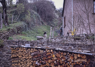 Man standing by logs in forest