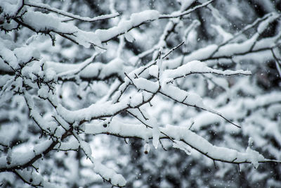 Close-up of snow covered tree