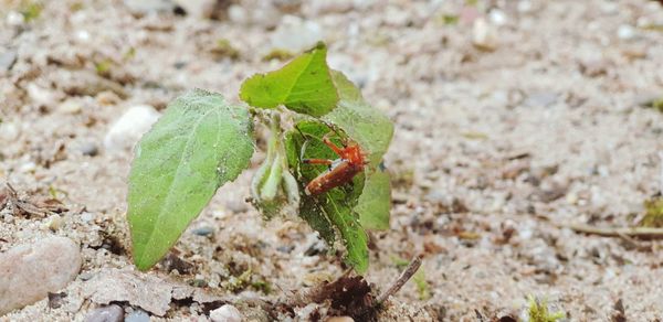 Close-up of insect on leaf