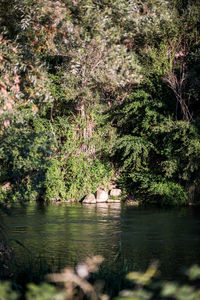 Close-up of tree by water