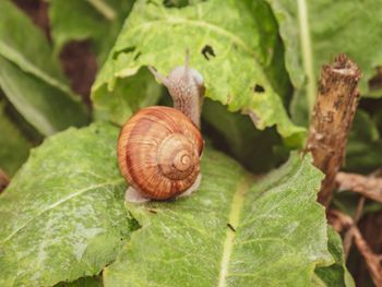 Close-up of snail on leaf