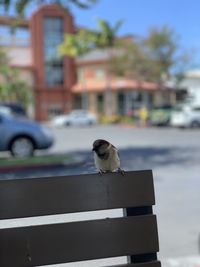 Bird perching on a car