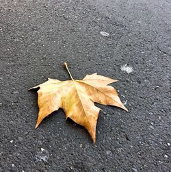 High angle view of maple leaf on wet autumn