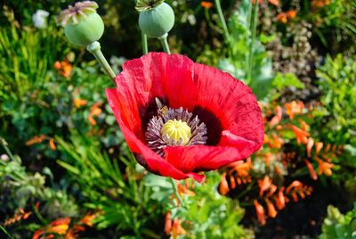 Close-up of red poppy blooming at park
