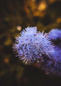 Close-up of purple flowers