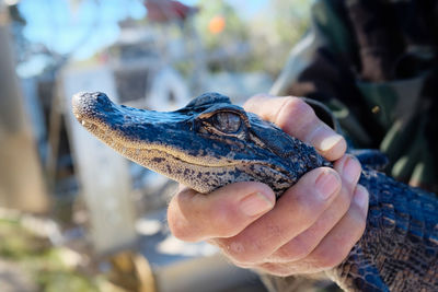 Close-up of man holding reptile